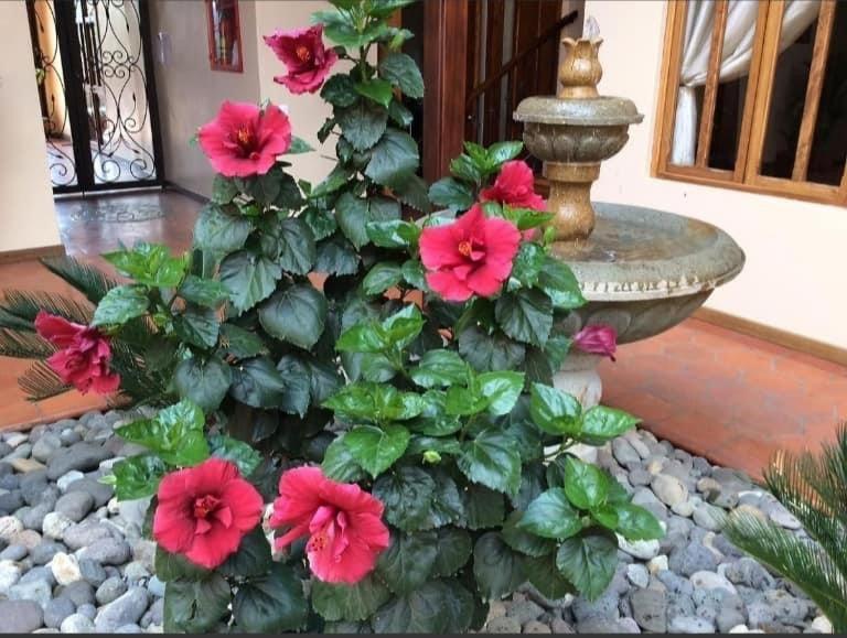 Casa Hibiscus Boutique Hotel Cuenca Exteriör bild